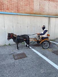 Pony femmina appaloosa