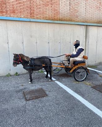 Pony femmina appaloosa