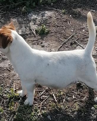 Jack russell terrier