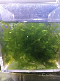 Monosolenium Tenerum muschio pesci