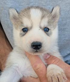 Cuccioli di Siberian Husky