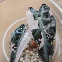 piante rare in TC (tessue colture)