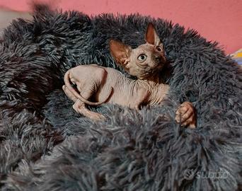 Cucciolo di Canadian sphynx