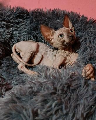 Cucciolo di Canadian sphynx