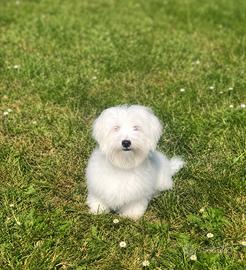 Maltese maschio