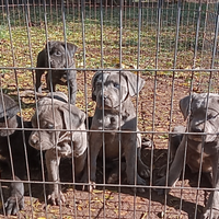 Cuccioli cane corso con pedigree ENCI