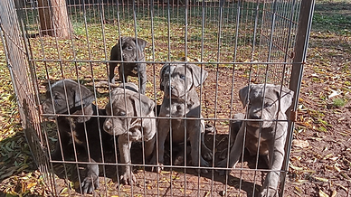 Cuccioli cane corso con pedigree ENCI