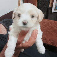 Vendita cucciolo