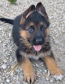 Pastore tedesco pedigree enci