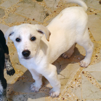 Un cucciola mix labrador