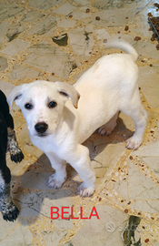 Un cucciola mix labrador