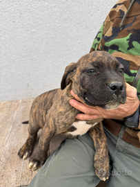Cuccioli di cane corso