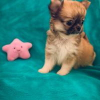 Cuccioli Chihuahua