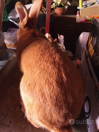 Maschio riproduzione