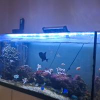 acquario marino