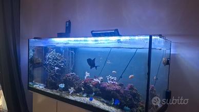 acquario marino
