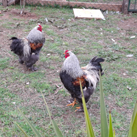 Galli brahma conigli oche