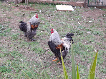 Galli brahma conigli oche