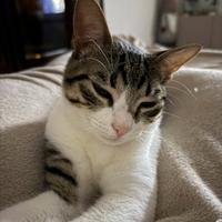 Gattino maschio