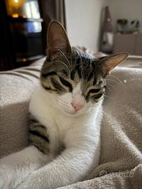 Gattino maschio