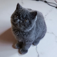 Gatto Persiano