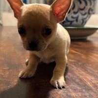 Chihuahua cuccioli e adulti con microchip