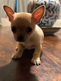 Chihuahua cuccioli e adulti con microchip