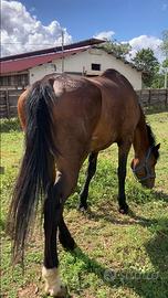 Cavallo