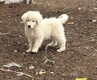 Cuccioli maschi di pastore abruzzese