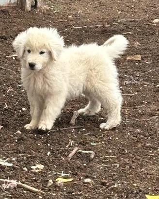 Cuccioli maschi di pastore abruzzese