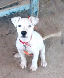 Pitbull femmina
