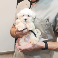 Cucciolo Vaccinato Maltese Originale 3 mesi