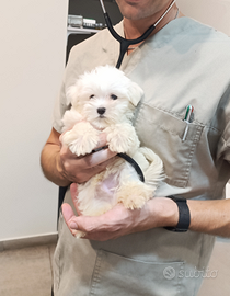 Cucciolo Vaccinato Maltese Originale 3 mesi