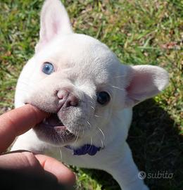 Cuccioli bulldog francese esotico femmine