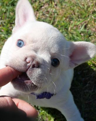 Cuccioli bulldog francese esotico femmine