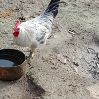 Galline ornamentali