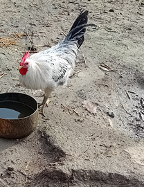 Galline ornamentali