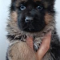 Cucciolo pastore tedesco