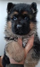 Cucciolo pastore tedesco