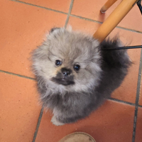 Volpino di pomerania