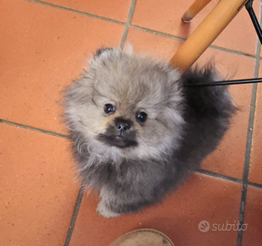 Volpino di pomerania