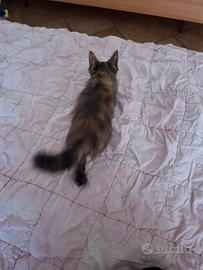 Gattini cuccioli