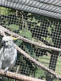 Cacatua galerita Eleonora