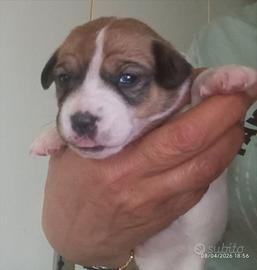 Cuccioli Jack Russell Terrier