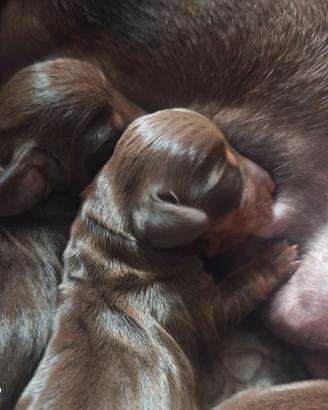 Bassotto tedesco kaninchen con pedigree Enci 