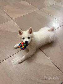 Cuccioli volpino italiano
