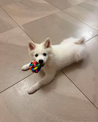 Cuccioli volpino italiano