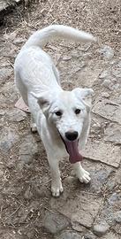Goan, cucciolo bianco di 4 mesi in ADOZIONE