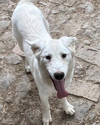 Goan, cucciolo bianco di 4 mesi in ADOZIONE