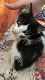 Gattina